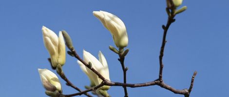 ���Ԃ��̗�