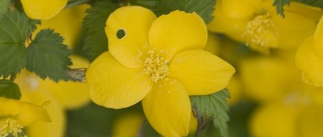 �R���̗����j����