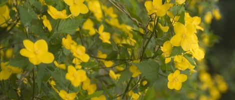 �R���̗����j����